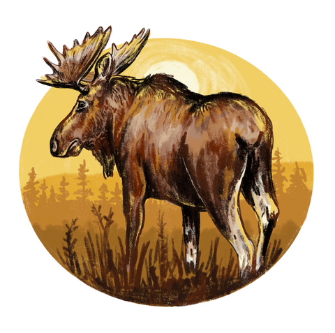 Sunset Moose Digital Art Print