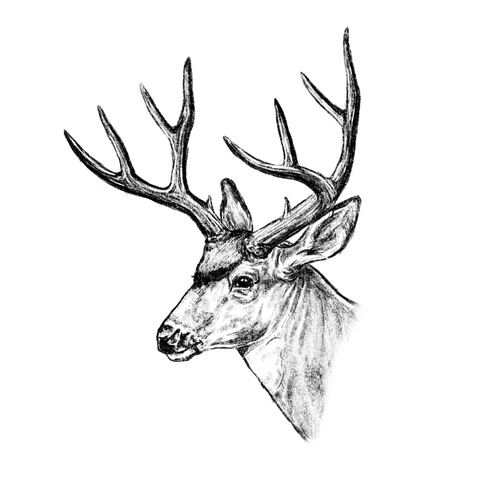 Mule Deer Digital Art Print