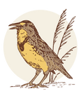 Meadow Lark Tee Shirt