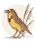 Meadow Lark Tee Shirt