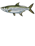 Tarpon Tee Shirt