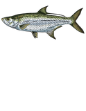 Tarpon Tee Shirt